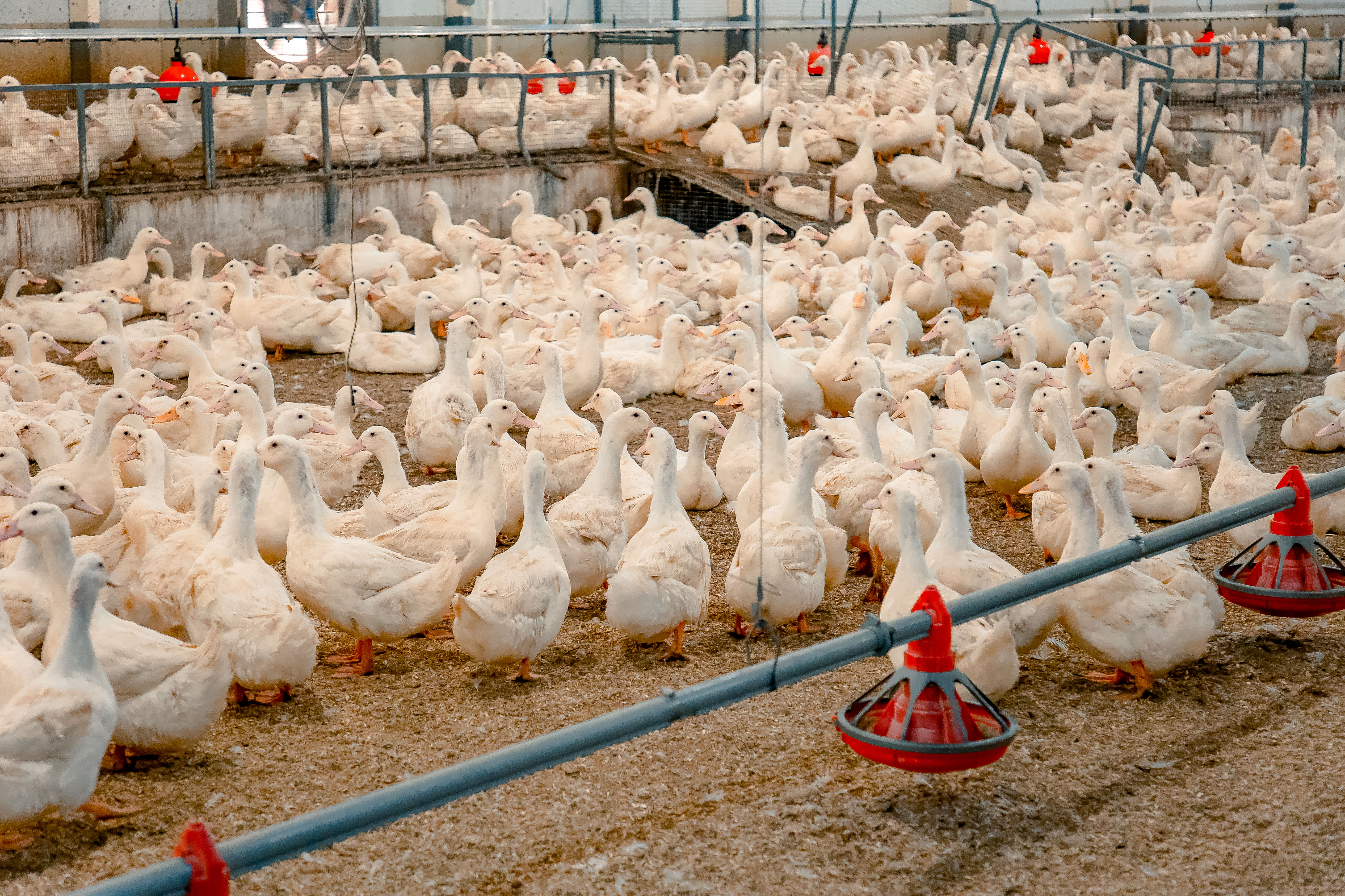В Миллеровском районе Ростовской области производство мяса утки увеличилось в 2,5 раза