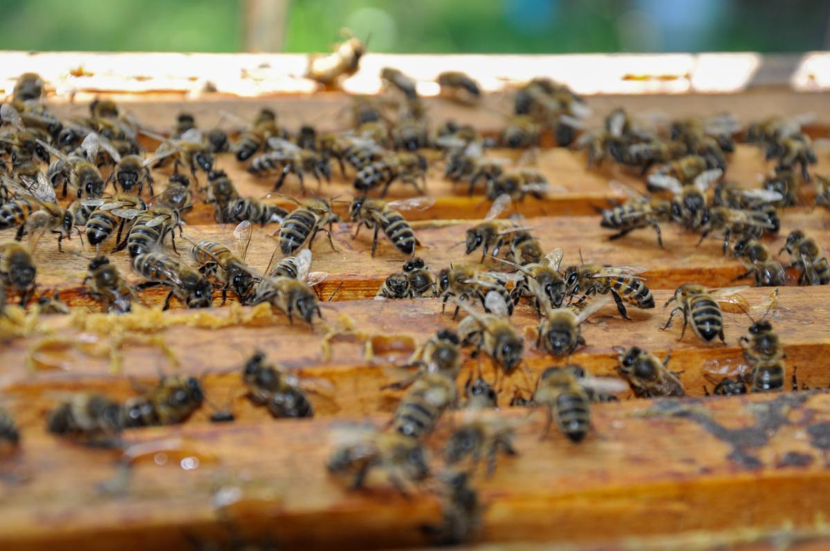В Свердловской области зарегистрировано около 12 тыс. пчелосемей и 874 пчеловодческих хозяйства