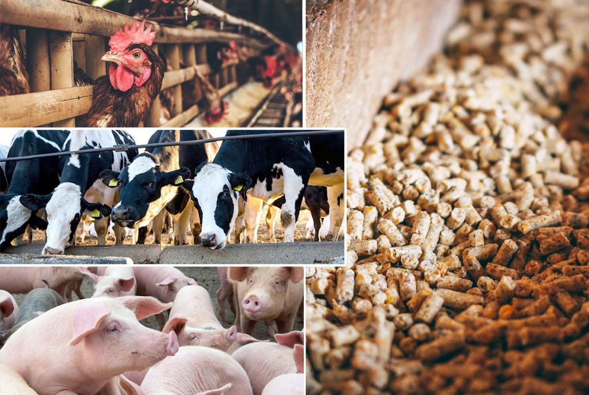 Какие еще проекты в АПК были согласованы на ПМЭФ