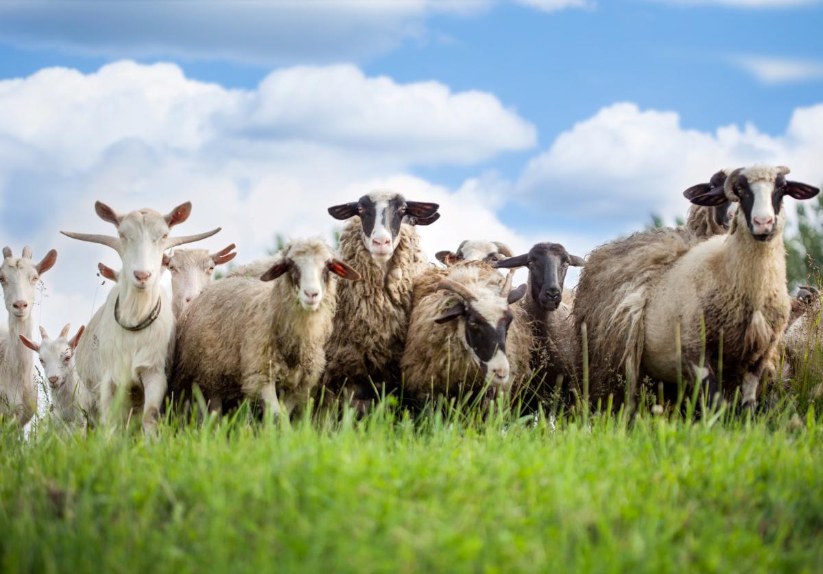 В России к 2030 году намерены увеличить производство МРС на 35%