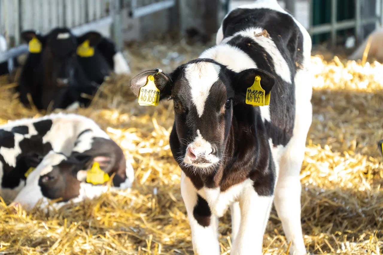 В Челябинской области увеличивается поддержка племенного животноводства