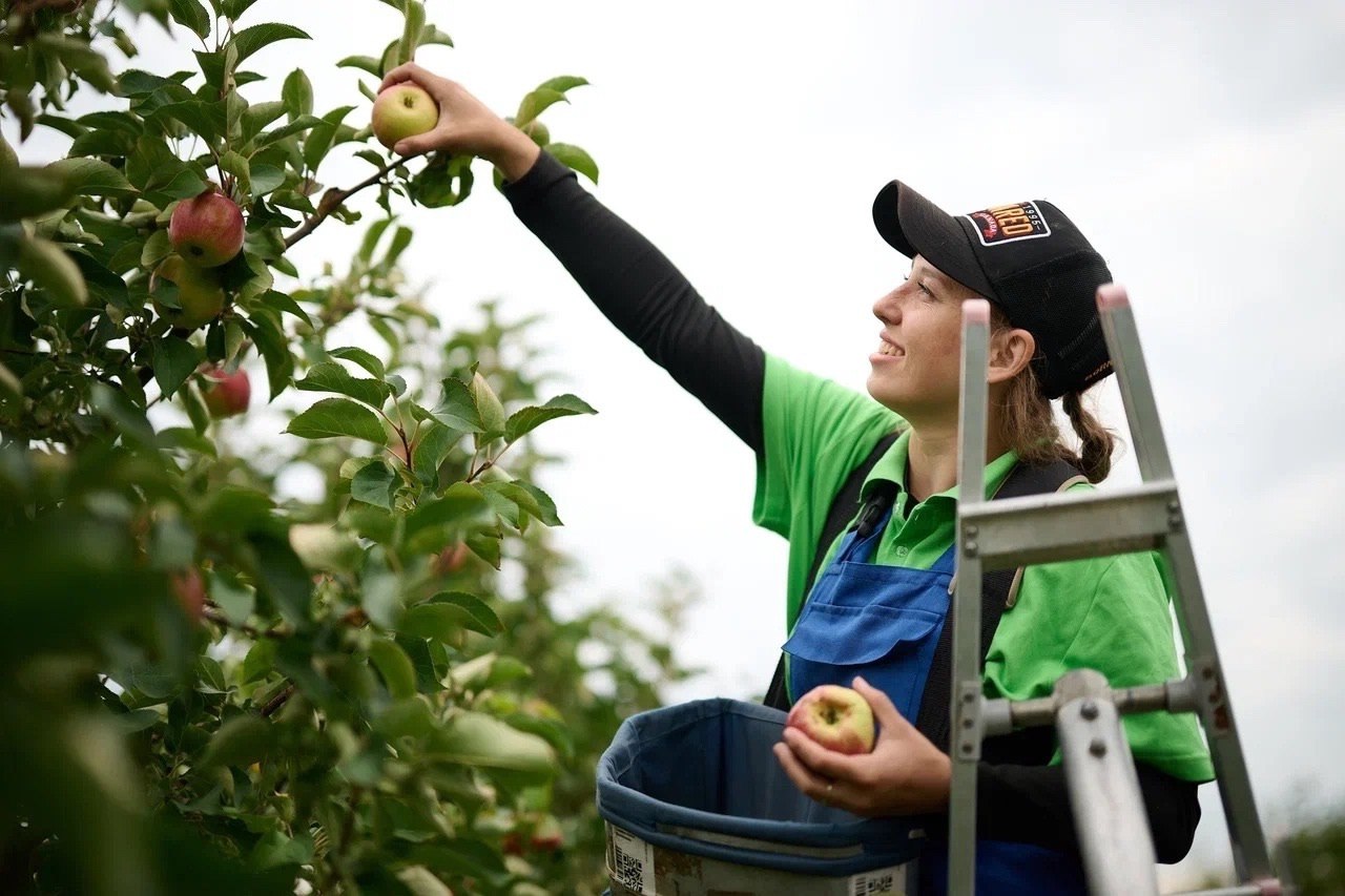 Тысячи студентов аграрных вузов со всей страны присоединились к акции по сбору яблок