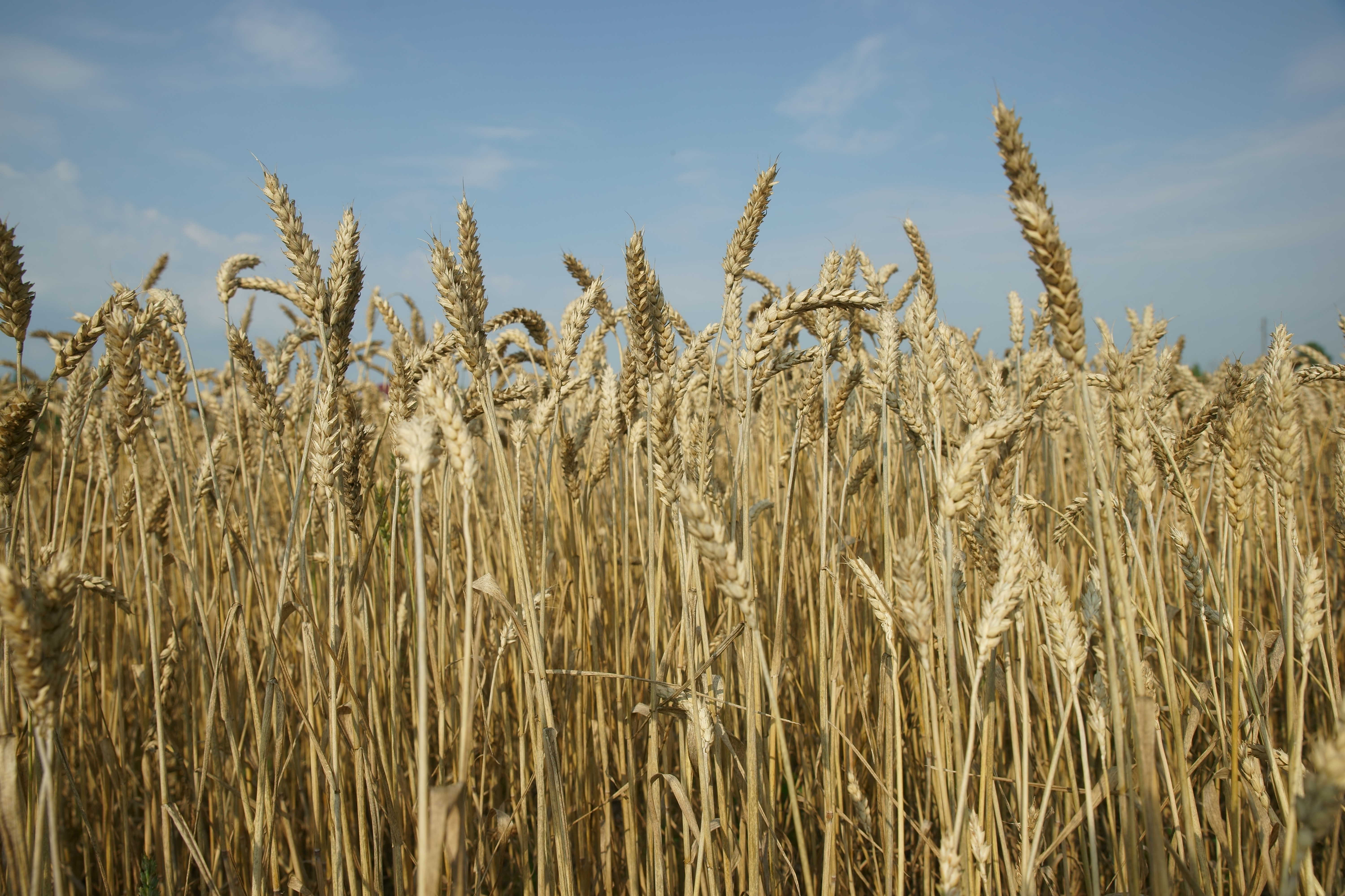 С начала года экспорт пшеницы из Подмосковья вырос на 100% в натуральном выражении