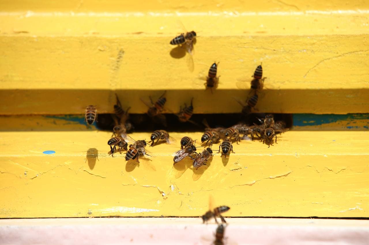 Фермерское хозяйство в Подмосковье планирует увеличить количество пчелосемей в девять раз