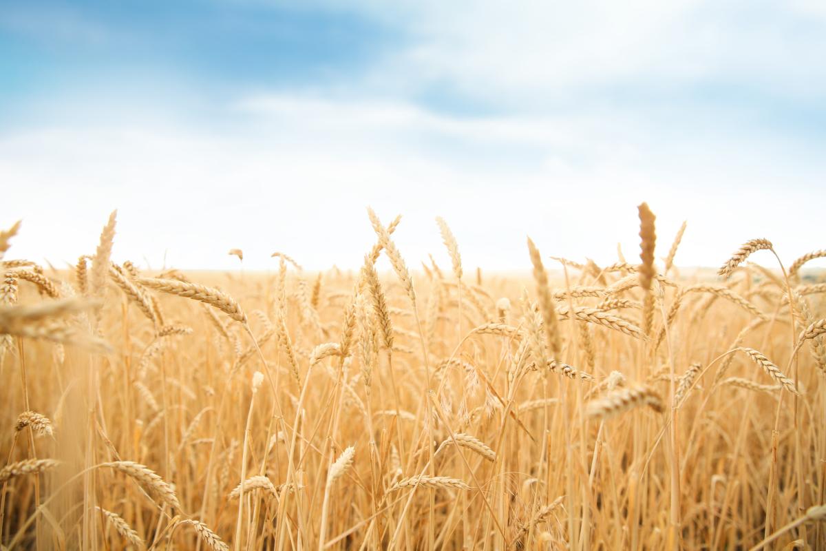 Лут: при хорошей погоде урожай зерна в РФ может превысить уровень 2024 года