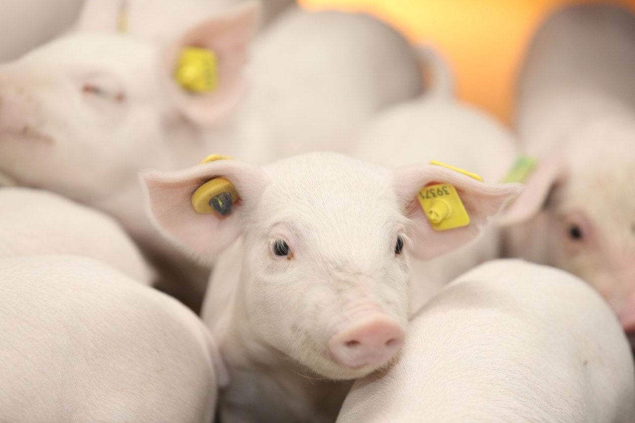 В Липецкой области открылся центр генетики свиноводства