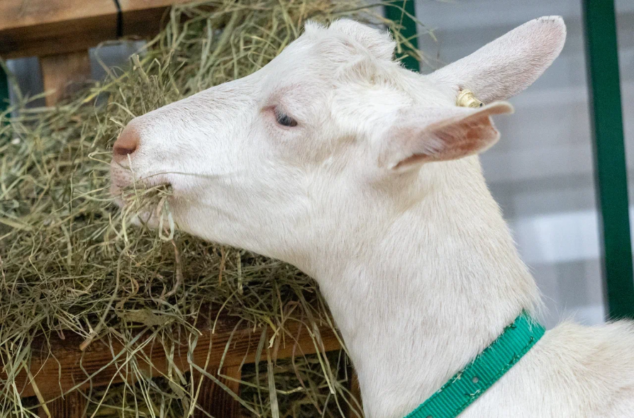 Тюменские сельхозорганизации за год нарастили объемы реализации овец и коз в 8,2 раза