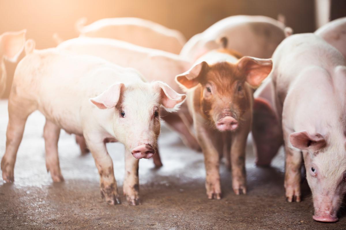 Экспорт российской свинины увеличится после открытия рынка Китая — эксперты