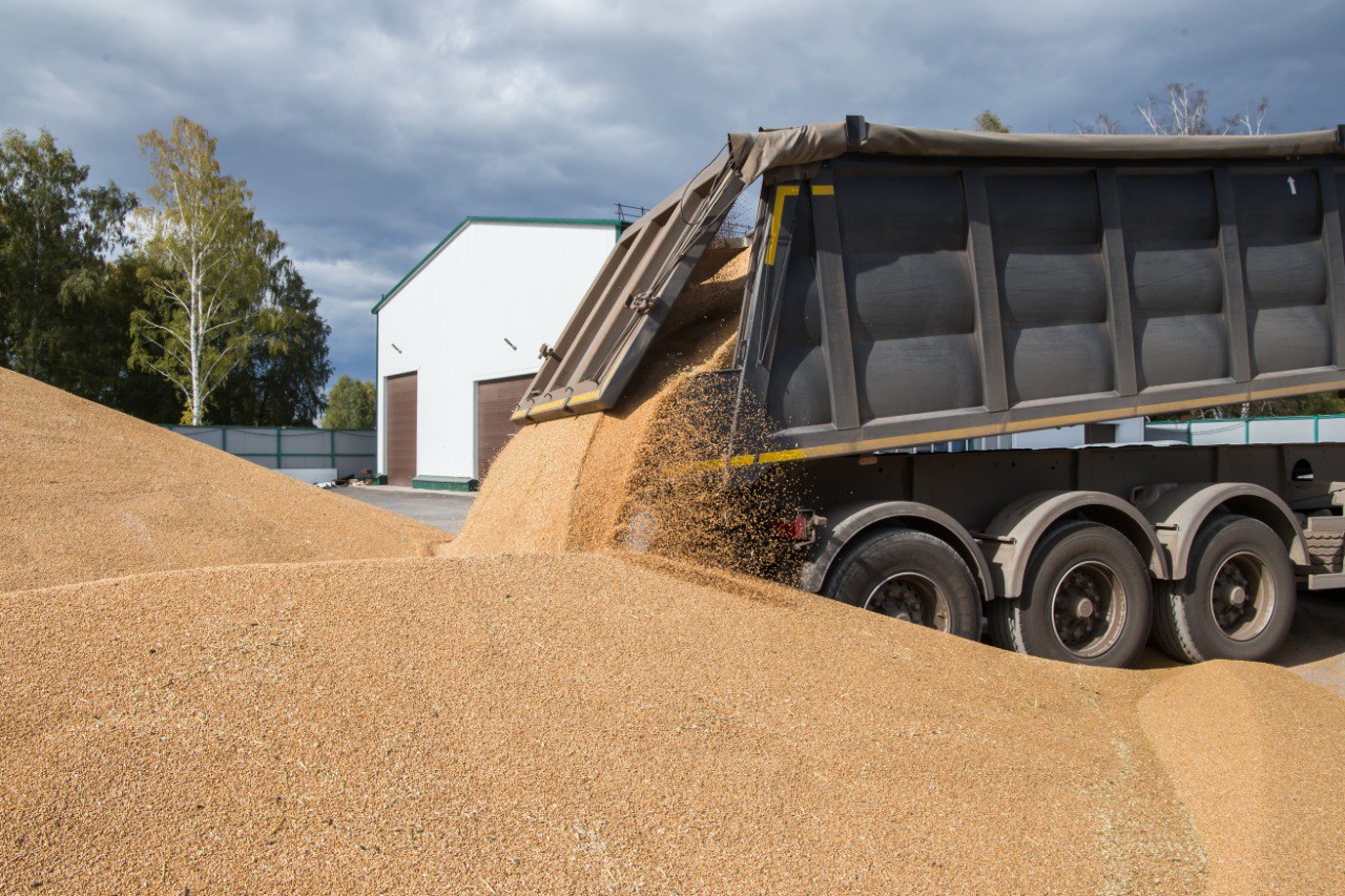Пять округов Кузбасса провели уборку зерновых более чем на 90 %