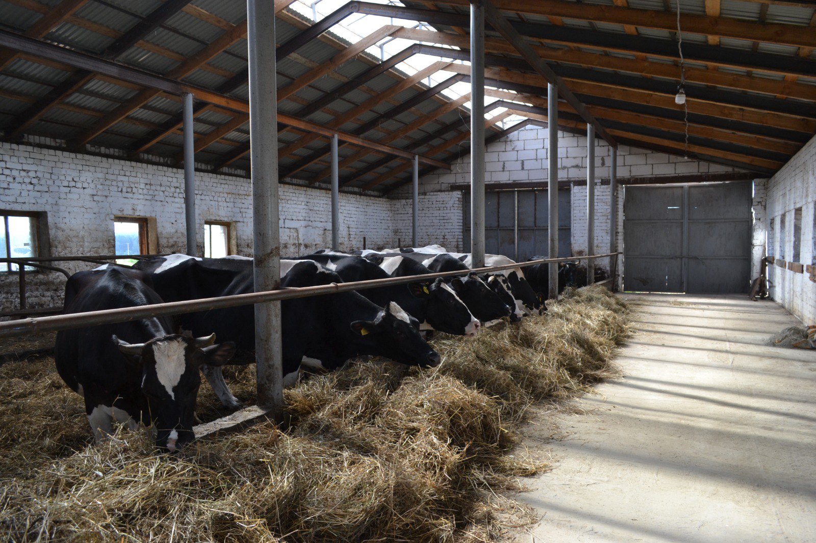 Валовый надой молока в Нижегородской области за семь месяцев 2025 года увеличился на 4 процента