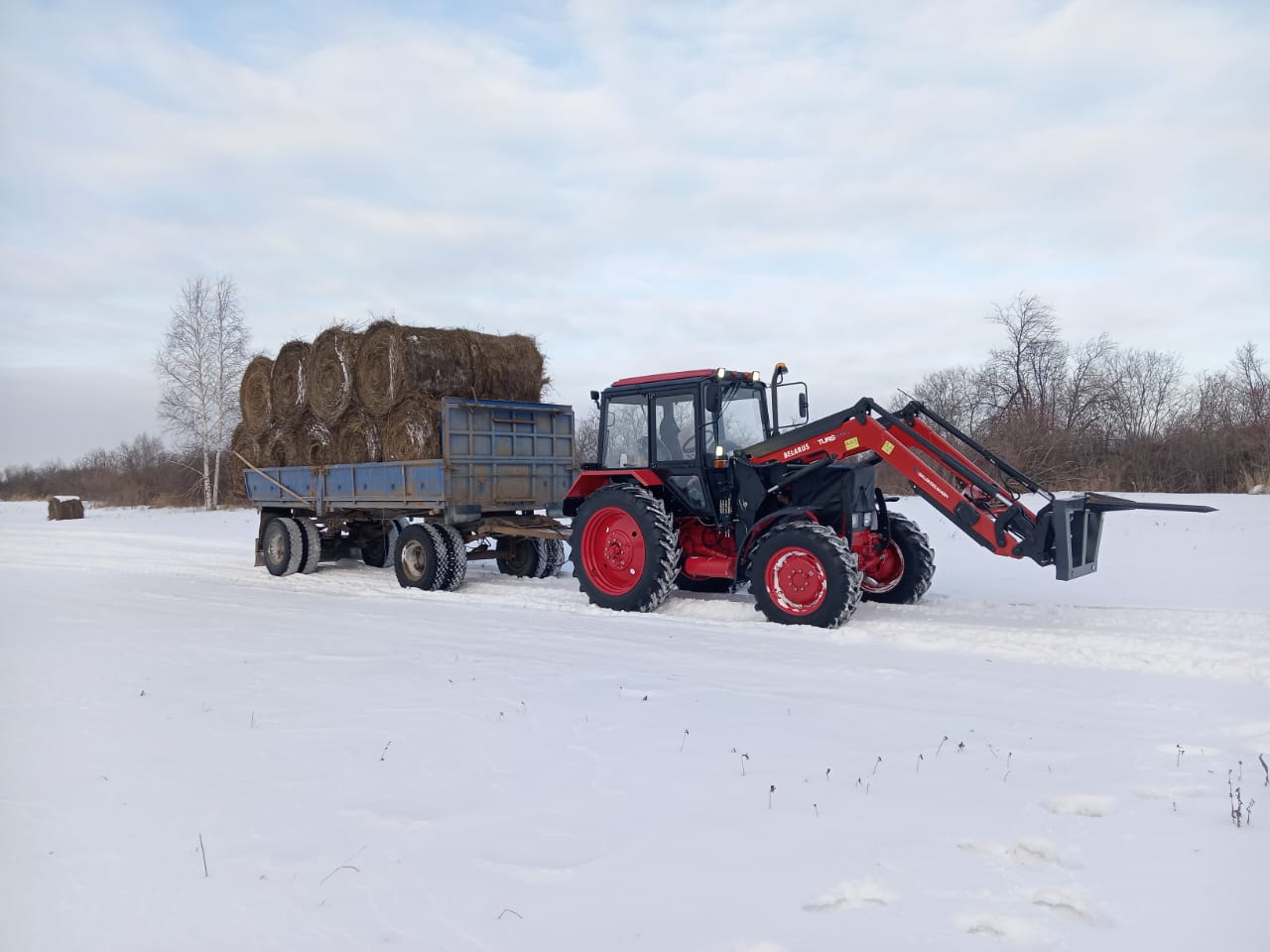 Фермер из Кривошеинского района Томской области развивает проект по мясному животноводству