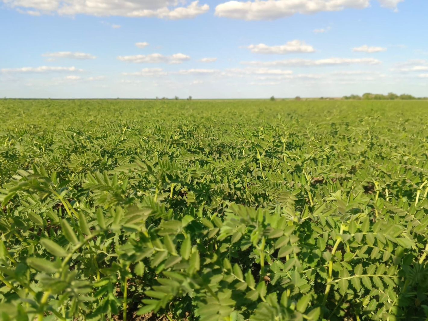 Яровой сев в Саратовской области выходит на финишную прямую