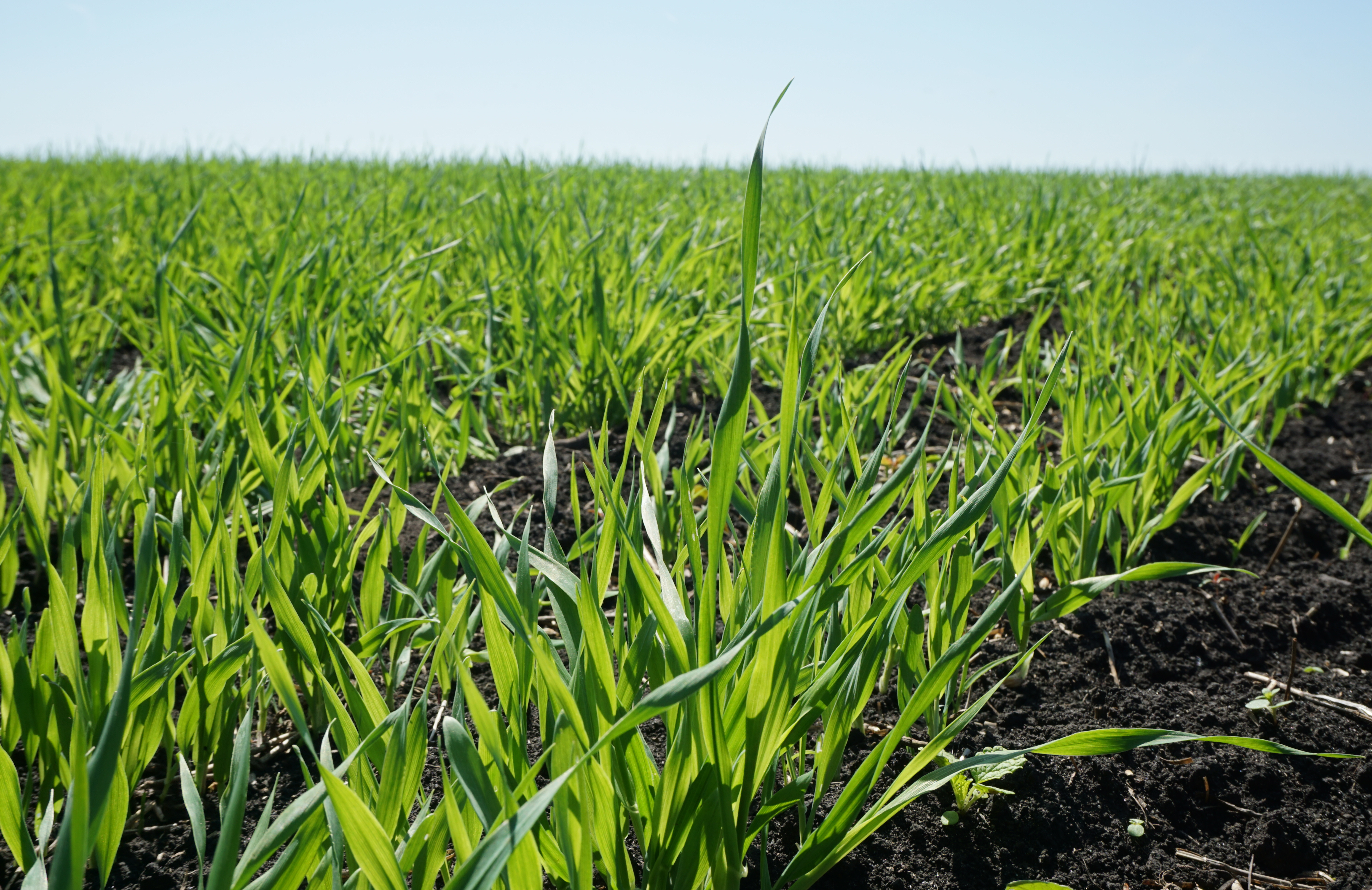 Аграрии Саратовской области планируют завершить весенний сев в течение недели