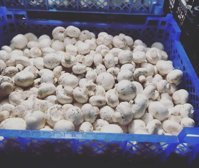 Грант «Агростартап» помог башкирскому предпринимателю развить «грибное дело»