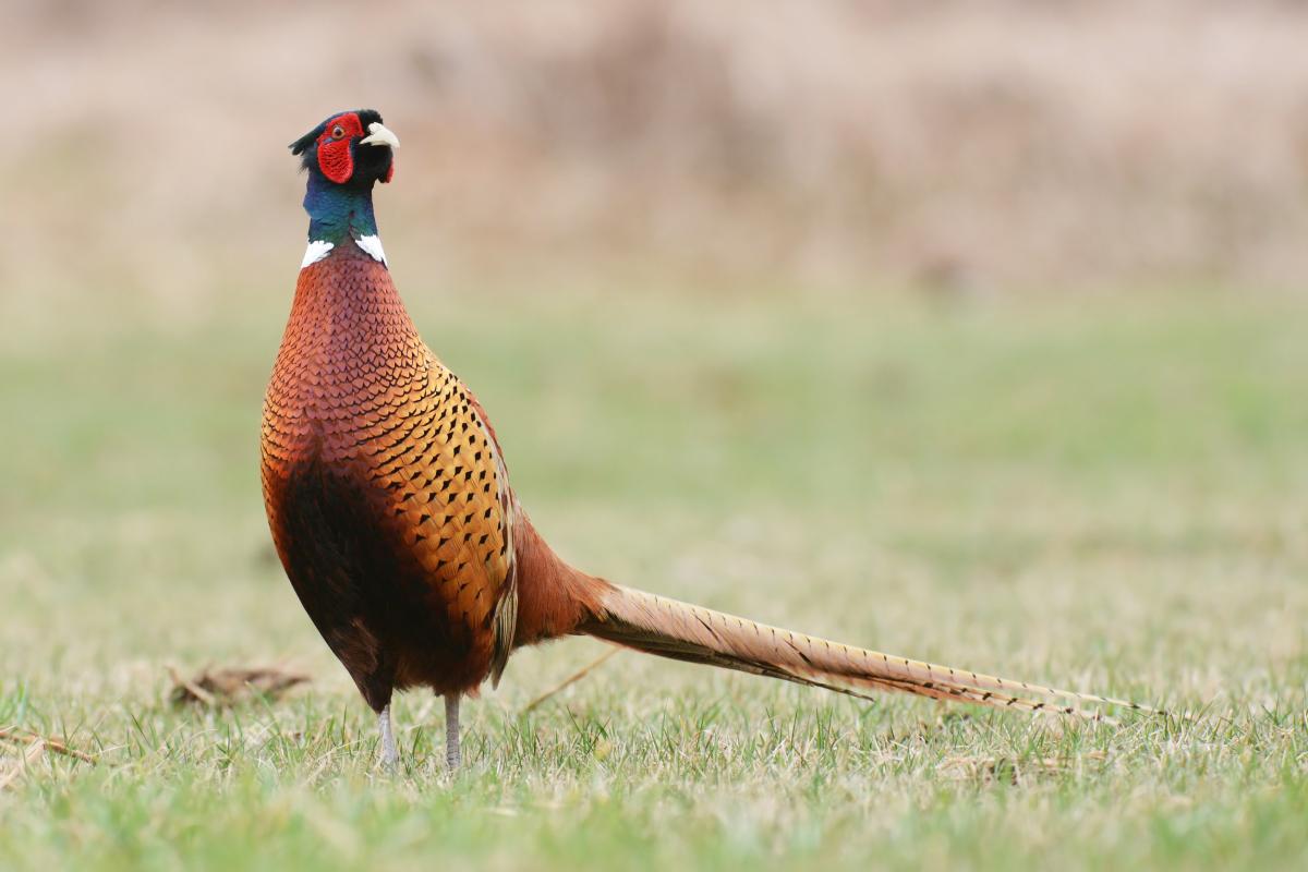 В России планируют начать массовое разведение фазанов 