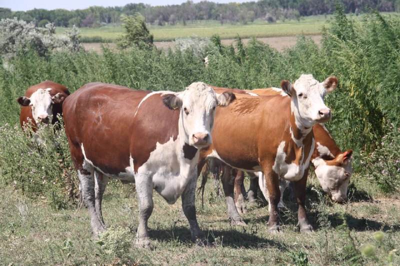 Более 590 млн рублей направят в Ставропольском крае на поддержку животноводства в 2025 году