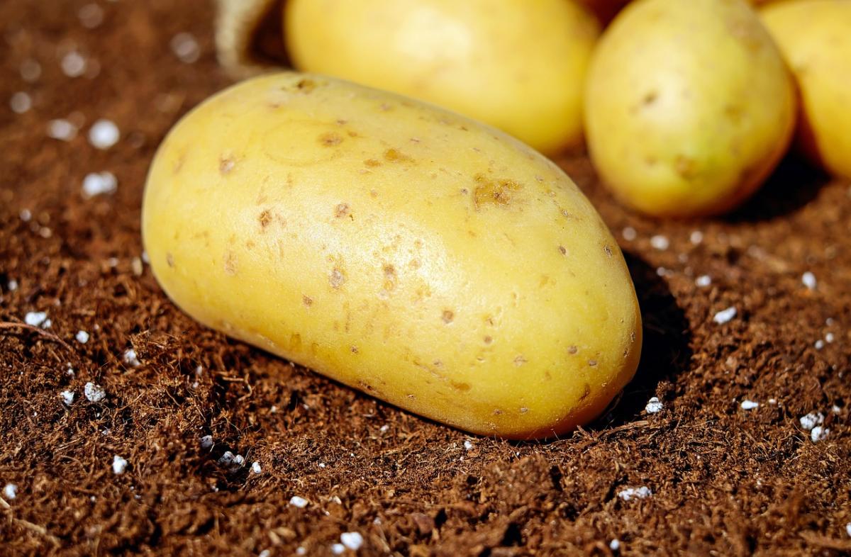 В 2022 году урожай картофеля в России может увеличиться