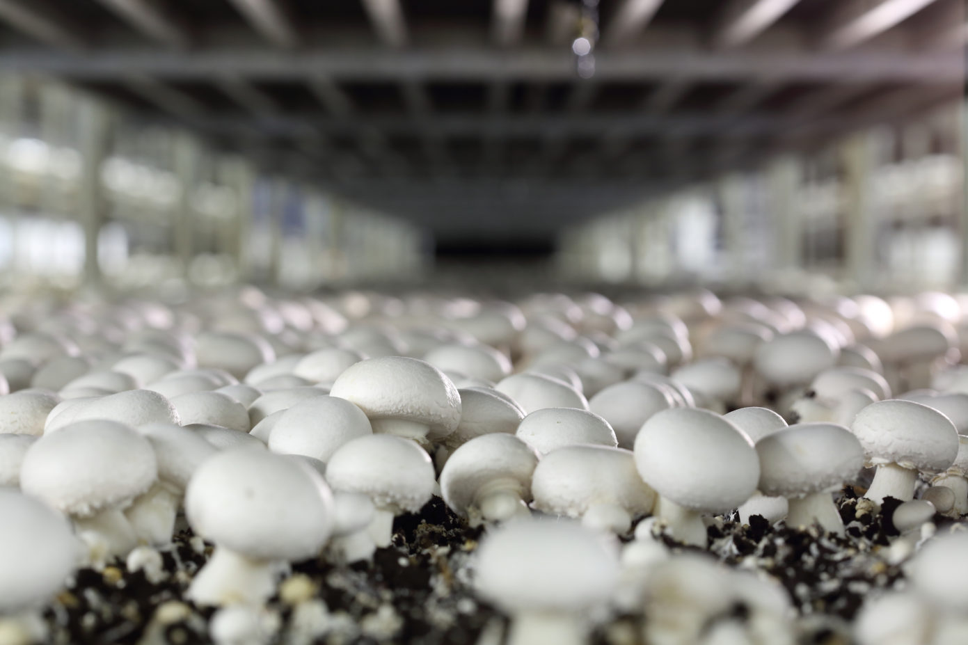 Курская область в числе лидеров по производству грибов