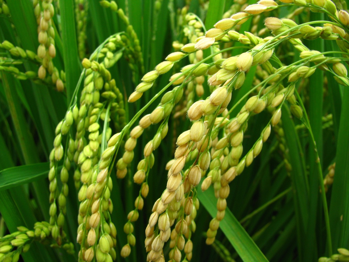 В Калмыкии собрали 6,3 тыс. т риса