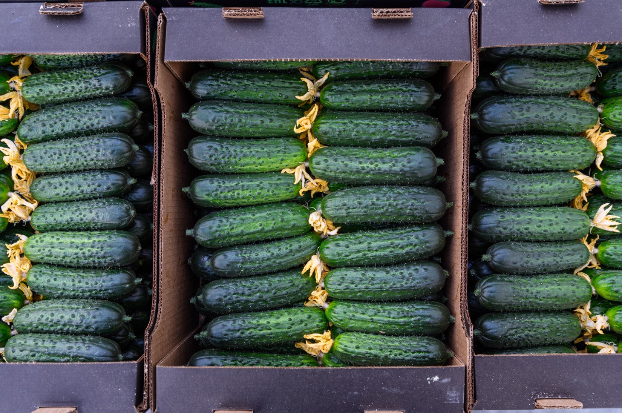 Московская область вошла в ТОП-10 регионов России по увеличению сбора тепличных овощей: прирост составил 3,3 тысячи тонн