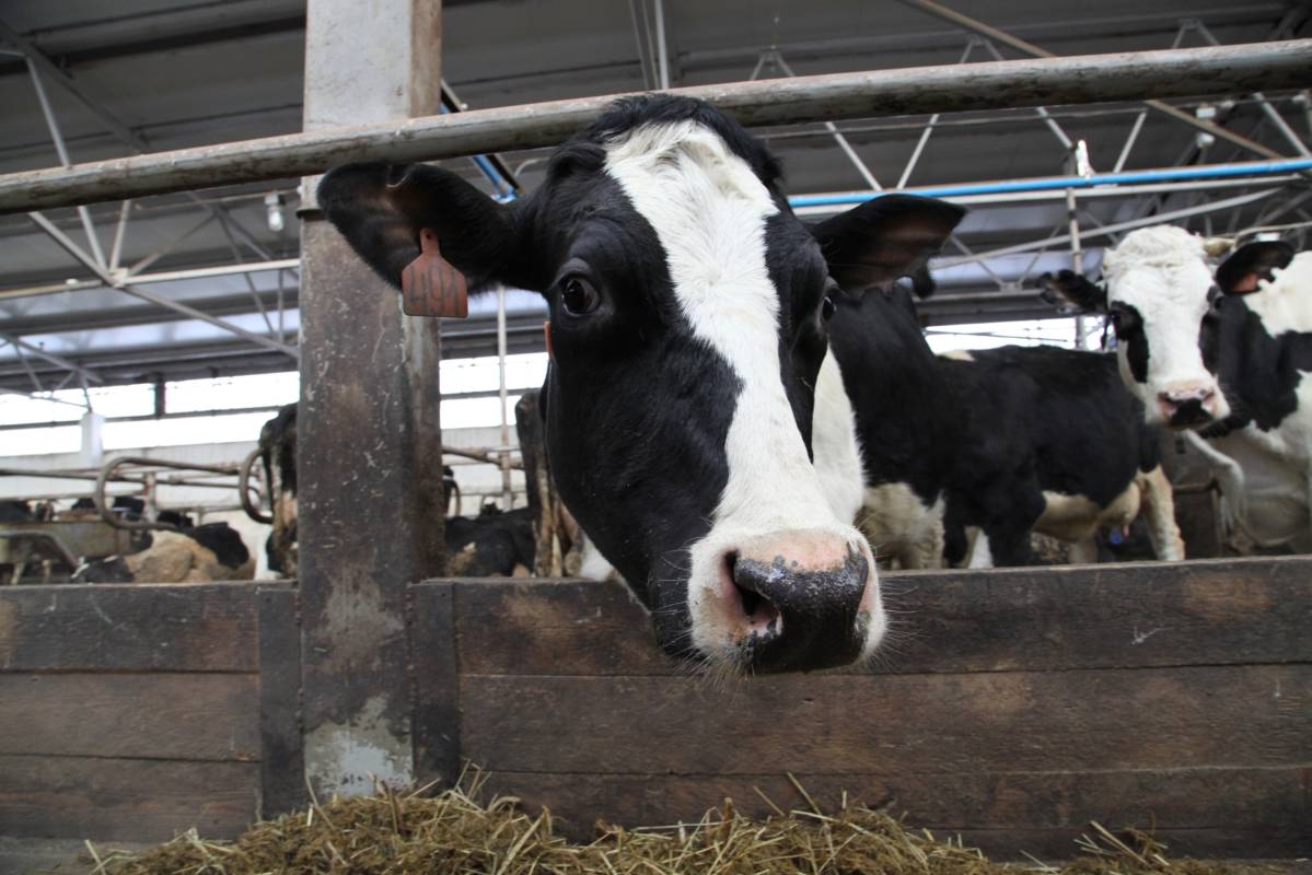 Более 2,8 млрд рублей господдержки доведено до аграриев Вологодской области в текущем году