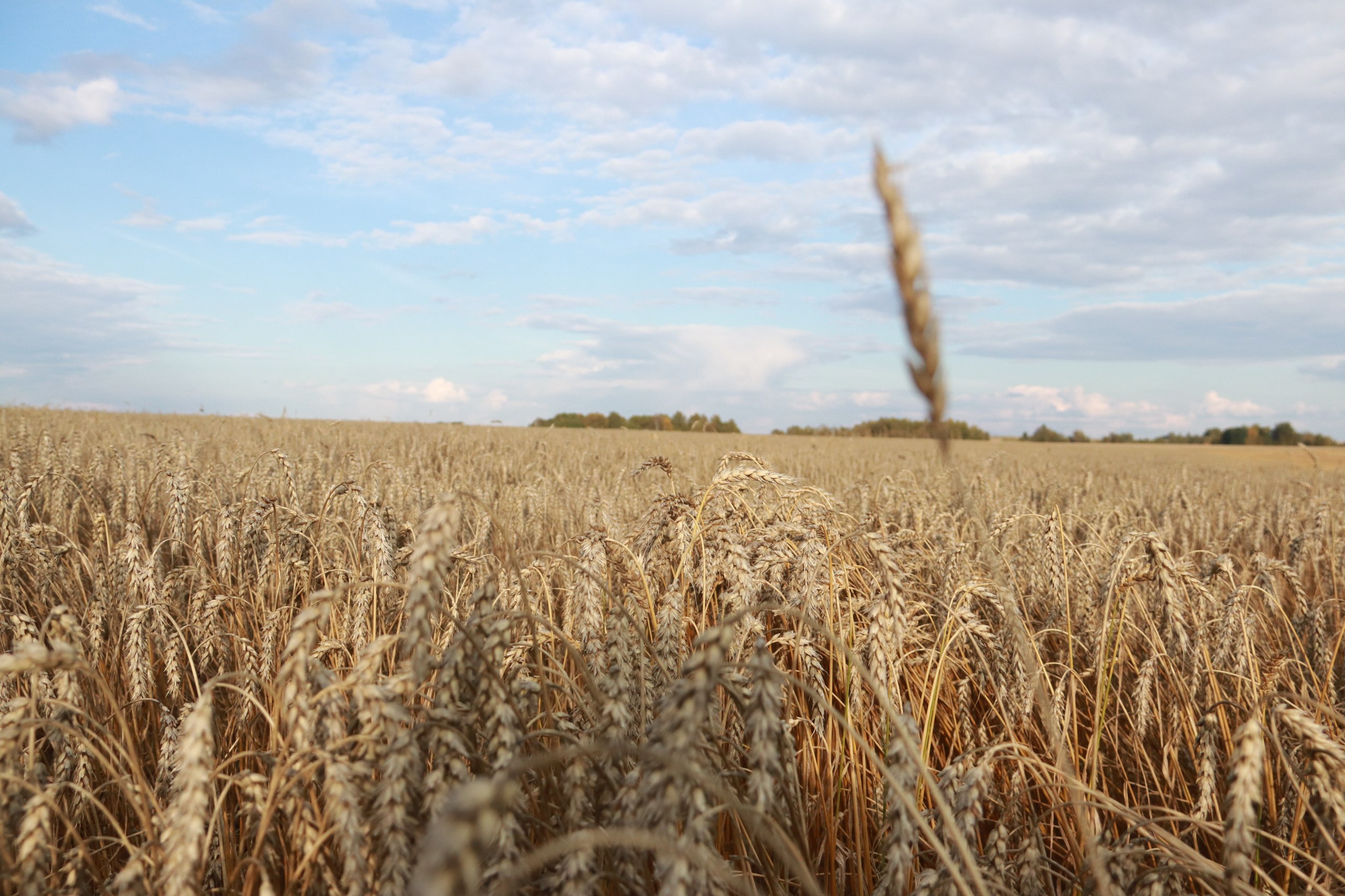 Более половины зерновых и зернобобовых культур убрано в Кузбассе