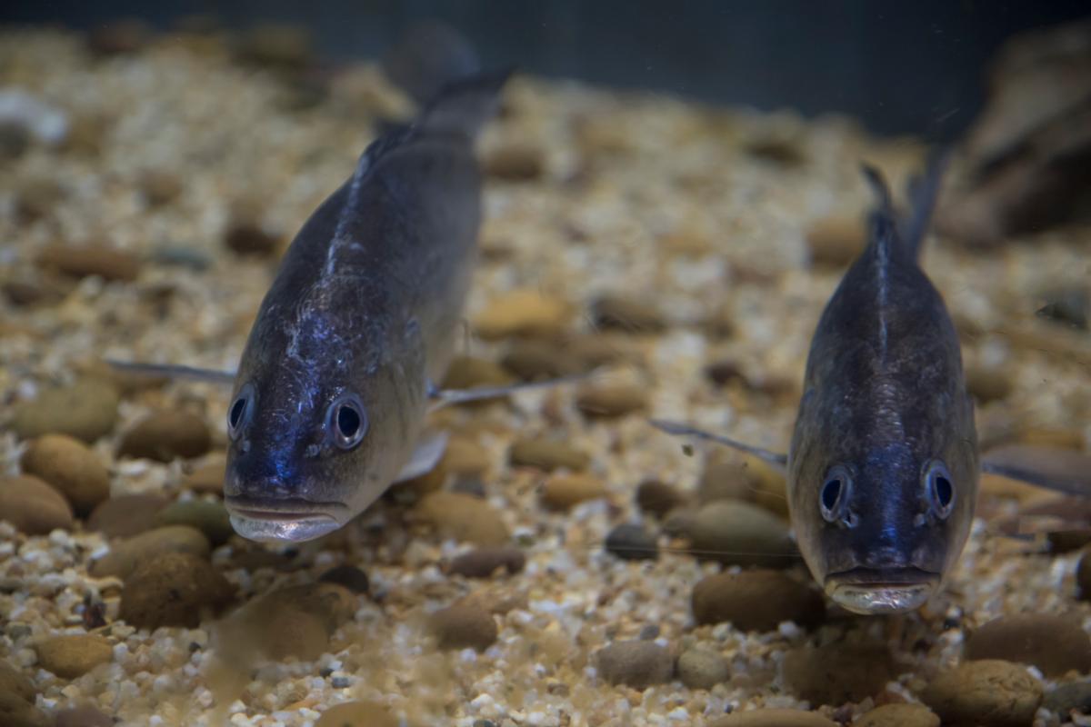 Выпуск рыбных кормов в РФ в 2026–2027 годах может вырасти до 200–300 тыс. т в год — эксперт