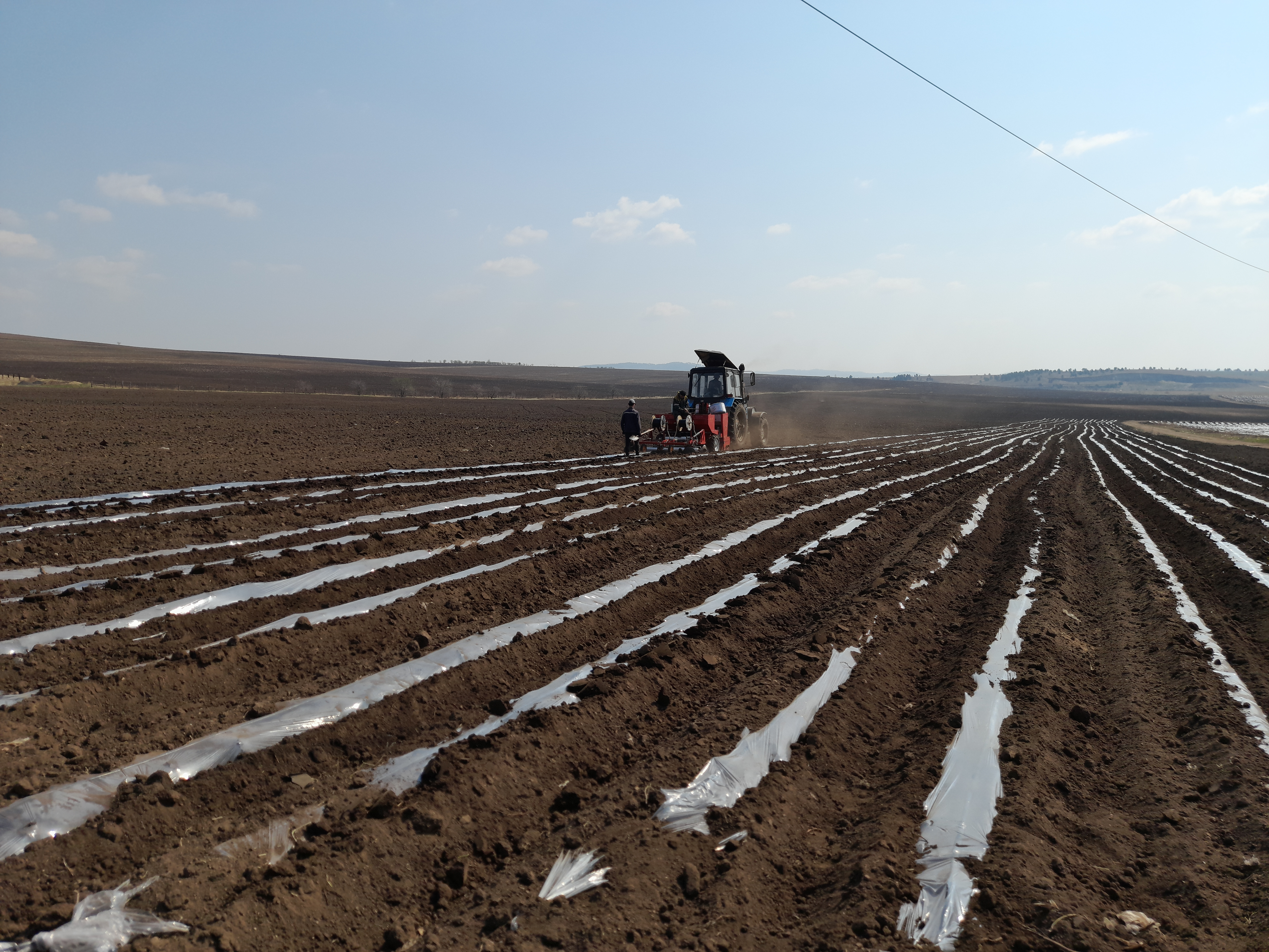 Хозяйства Забайкалья приступили к посадке картофеля