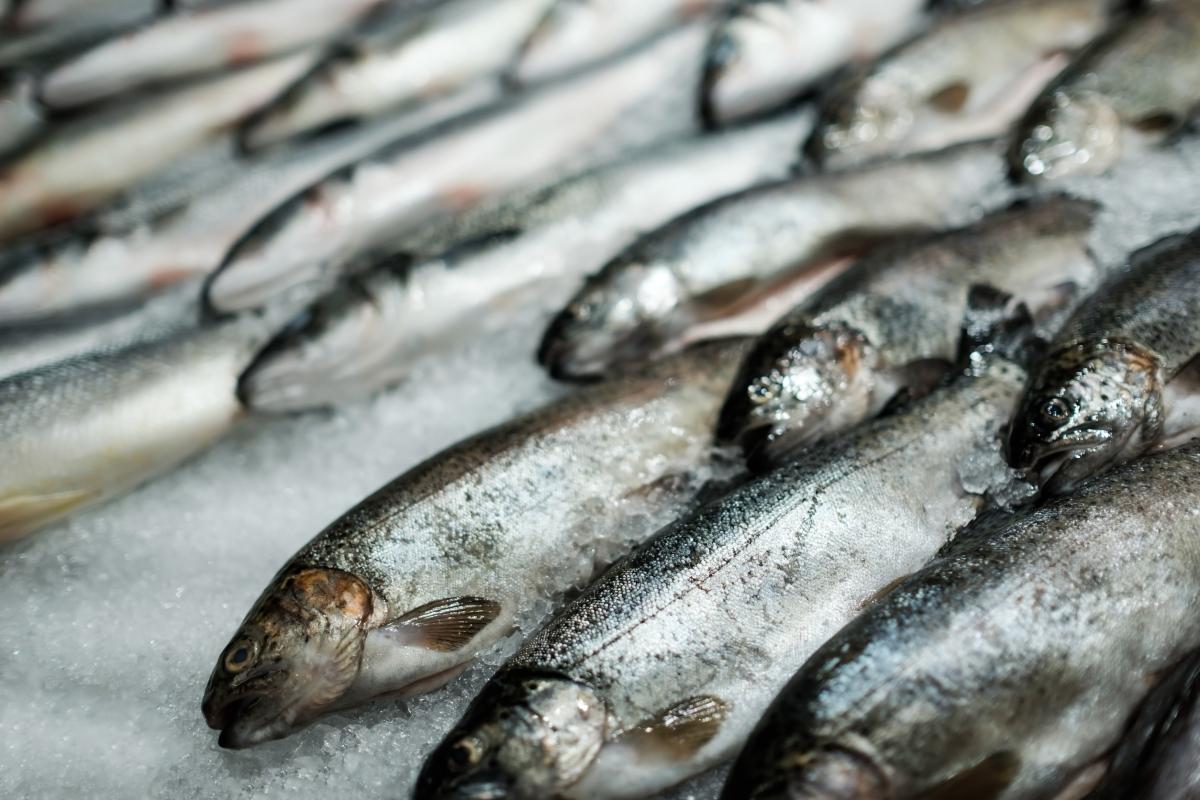 Более тысячи студентов со всей России поработают на рыбной путине на Сахалине