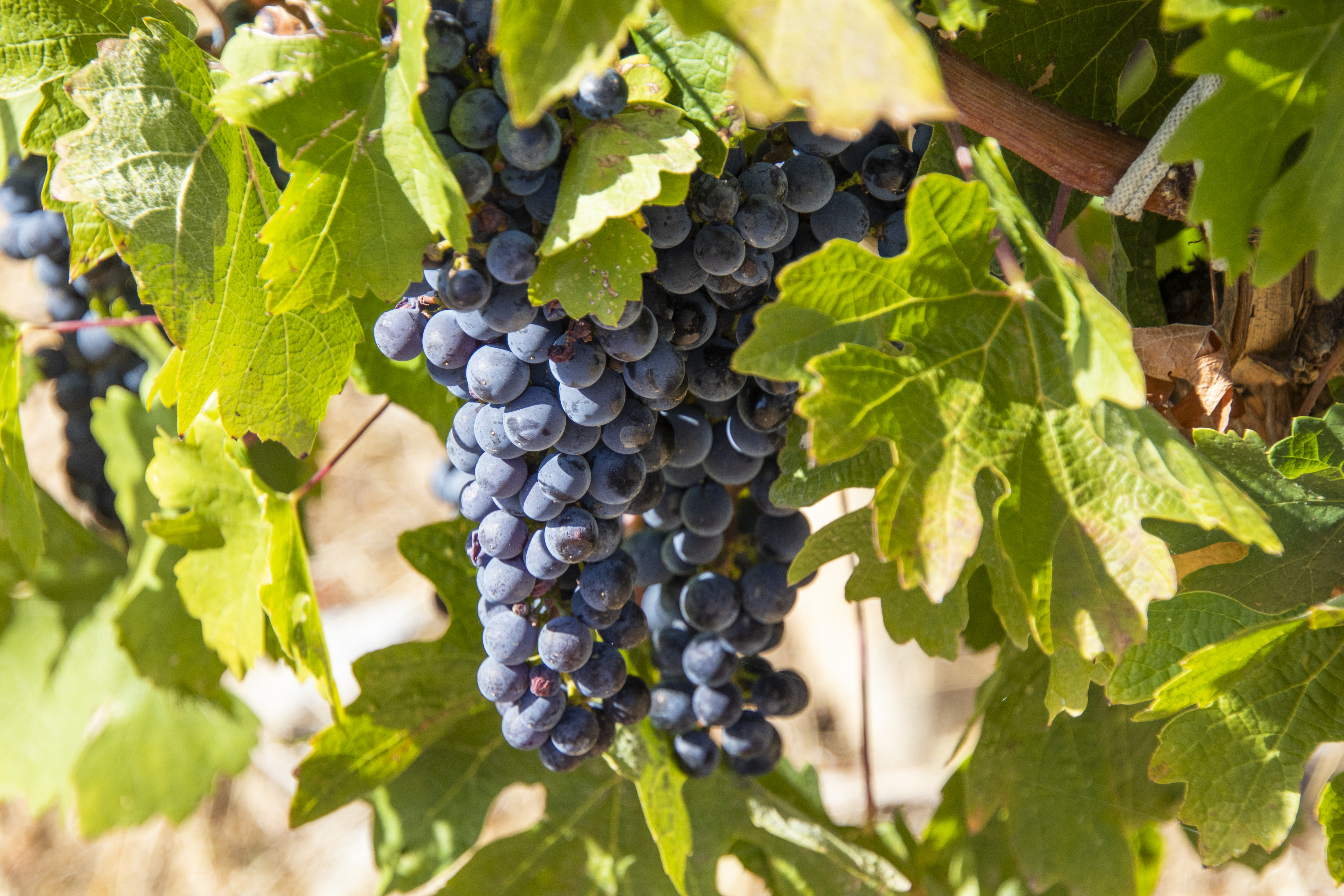 В Кабардино-Балкарии просубсидируют закладку виноградников и уход за виноградными плантациями