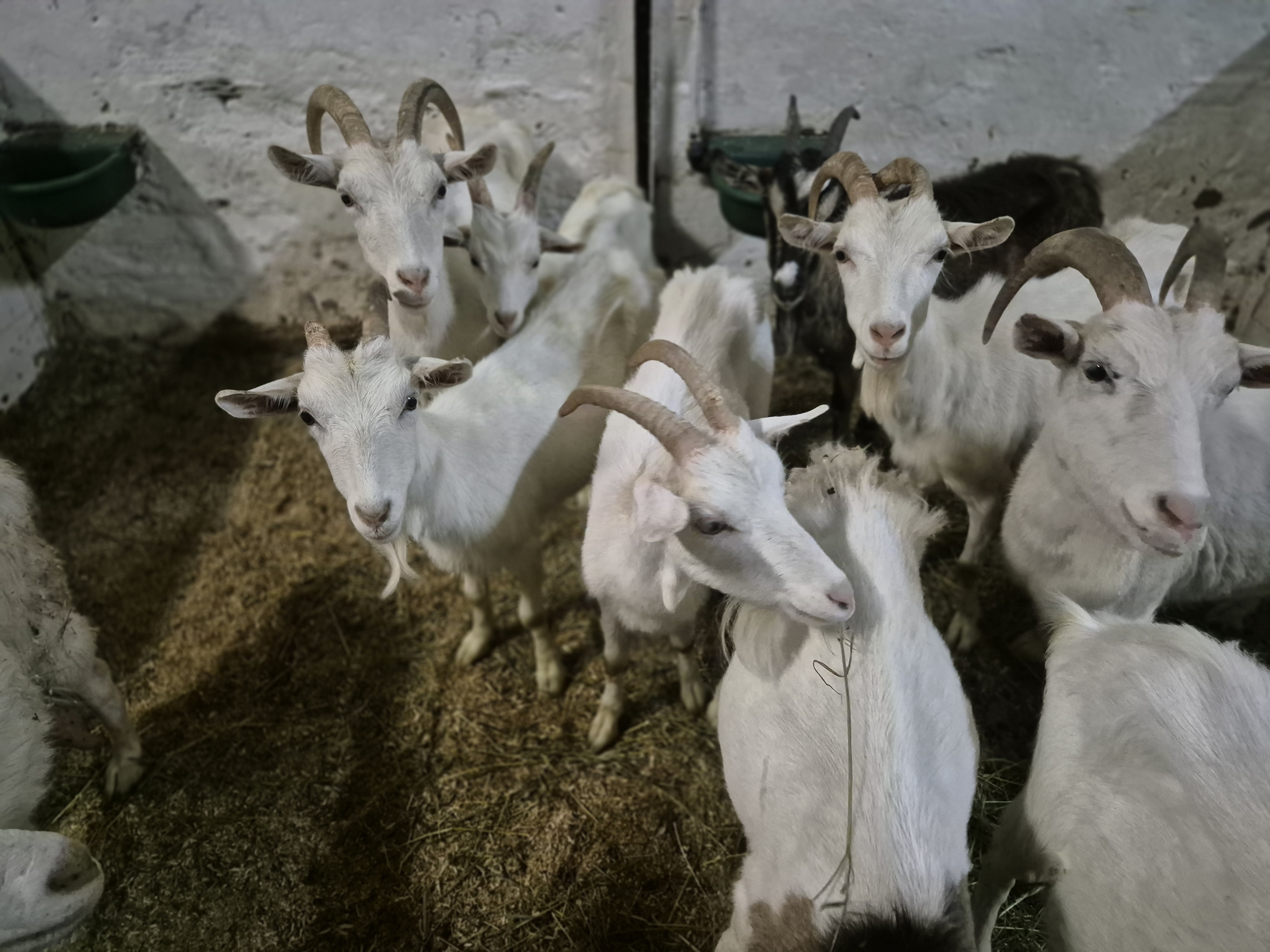 За шесть лет нацпроект «МСП» помог начинающим фермерам Карелии получить 118 грантов «Агростартап»