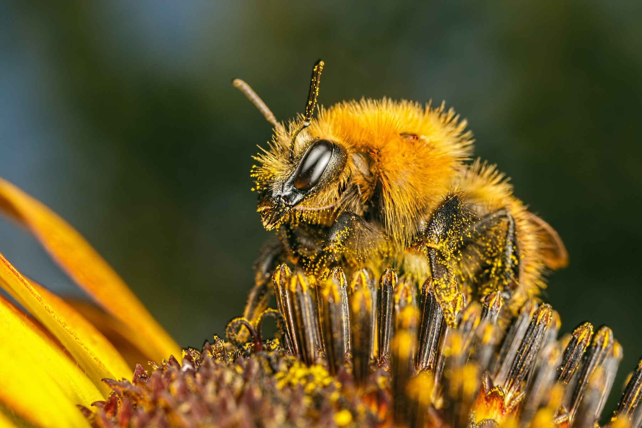 Подмосковный пчеловод планирует вывести новую породу пчел