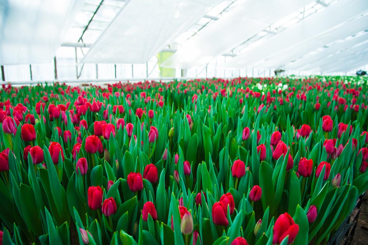Производство цветов в РФ по итогам 2024 года на 3–5% превысит уровень предыдущего