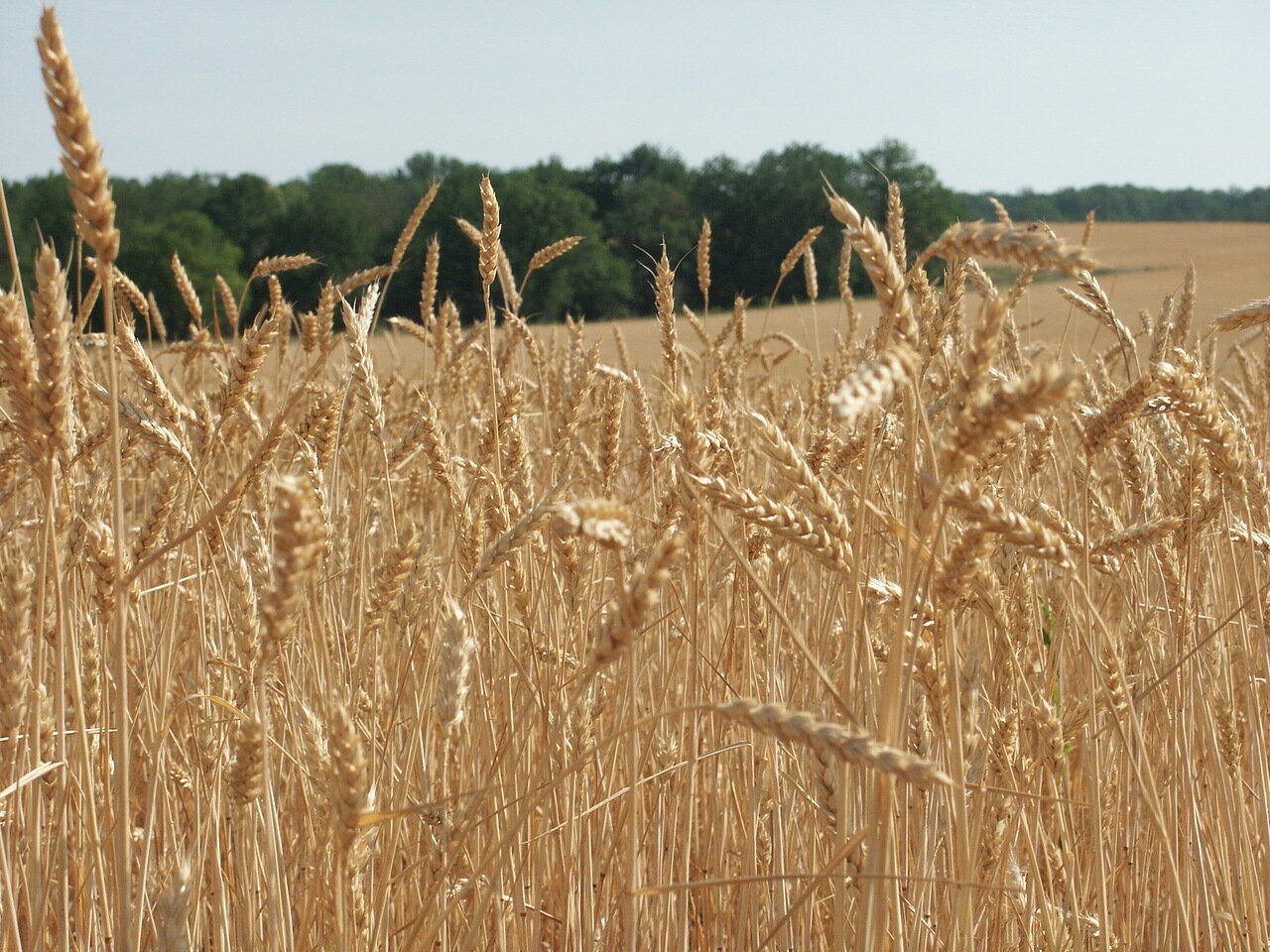 В Забайкалье приступили к опытам по выявлению оптимальных сроков сева зерновых культур