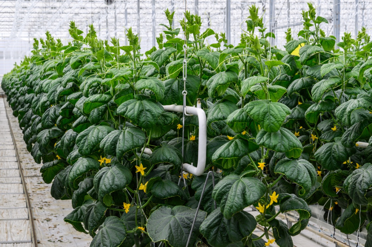 В Подмосковье урожай овощей защищенного грунта с начала года превысил 50 тысяч тонн