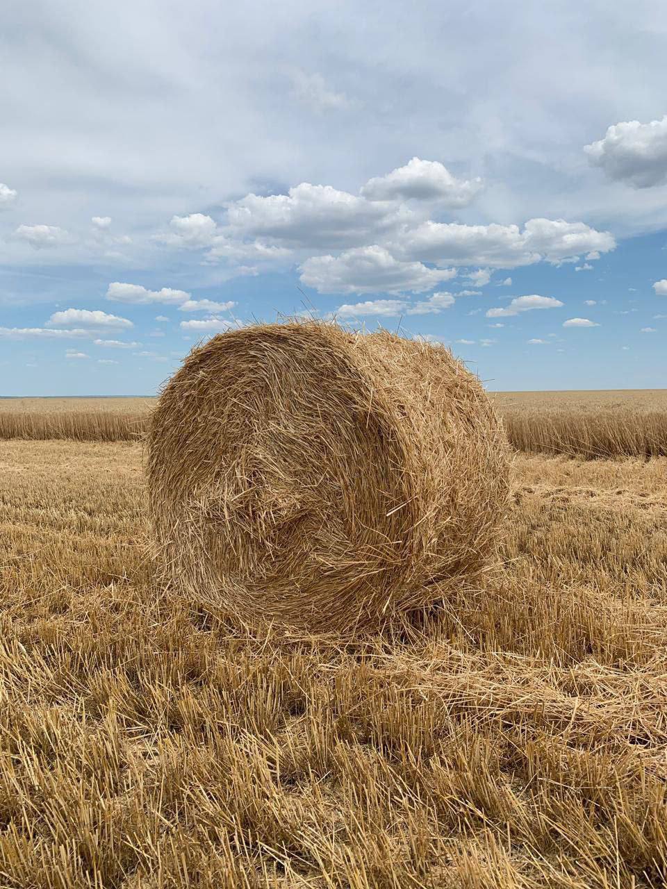 В Саратовской области приступили к заготовке грубых кормов на предстоящую зимовку скота