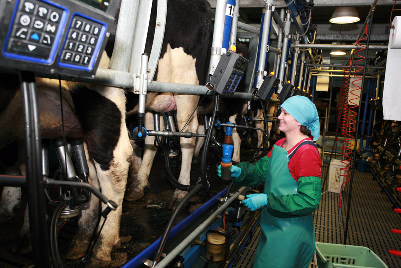 В Новосибирской области нарастили объемы производства молока