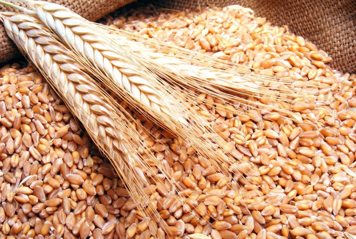 Нижегородские аграрии побили прошлогодний рекорд по сбору зерна