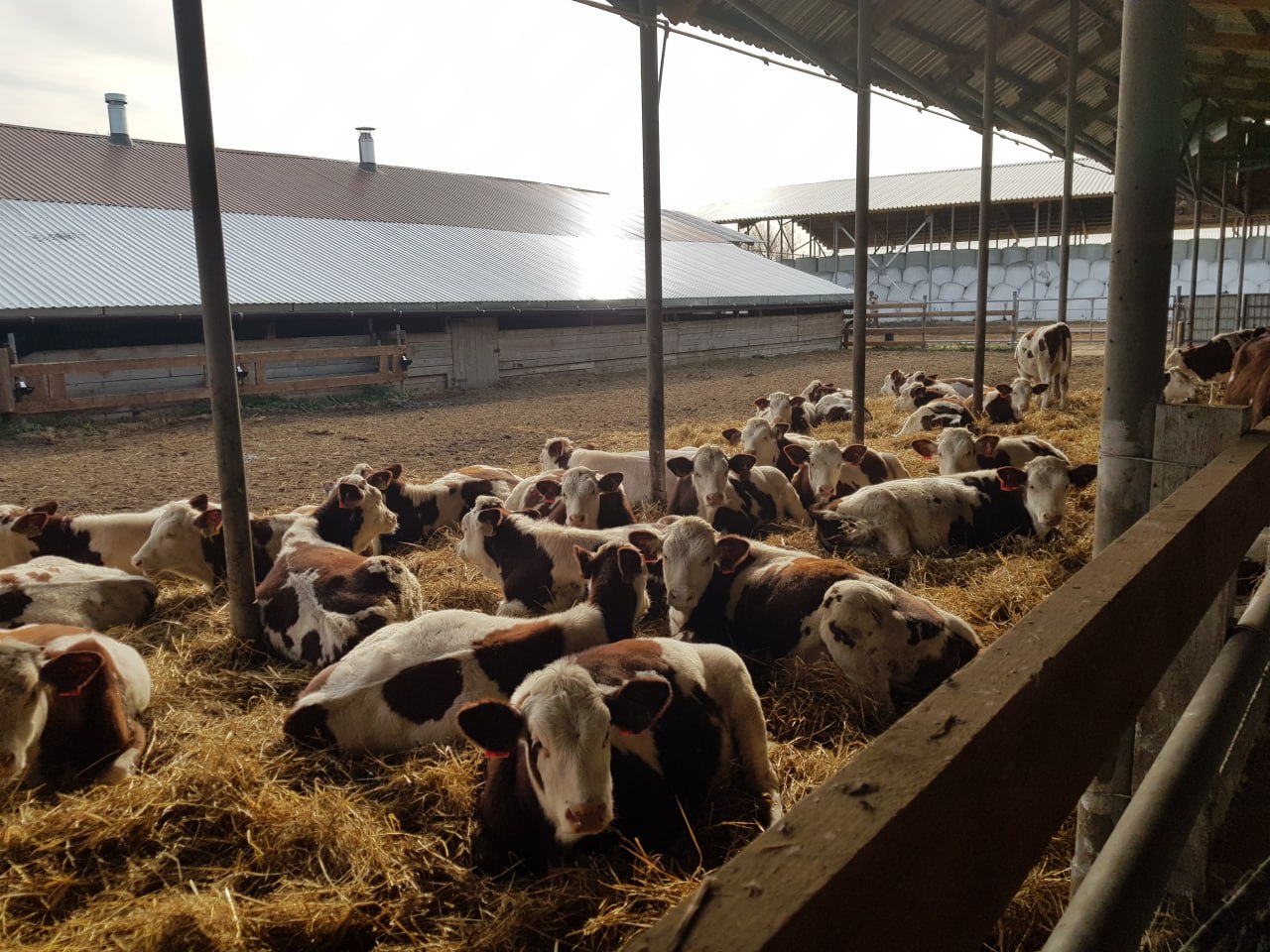 В Орехово-Зуевском округе Московской области продолжается модернизация молочно-товарной фермы: планируется увеличить поголовье до 200 коров