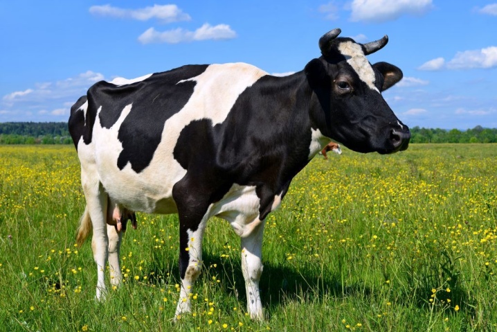 В Коми производители молока смогут сдать продукцию по повышенным закупочным ценам