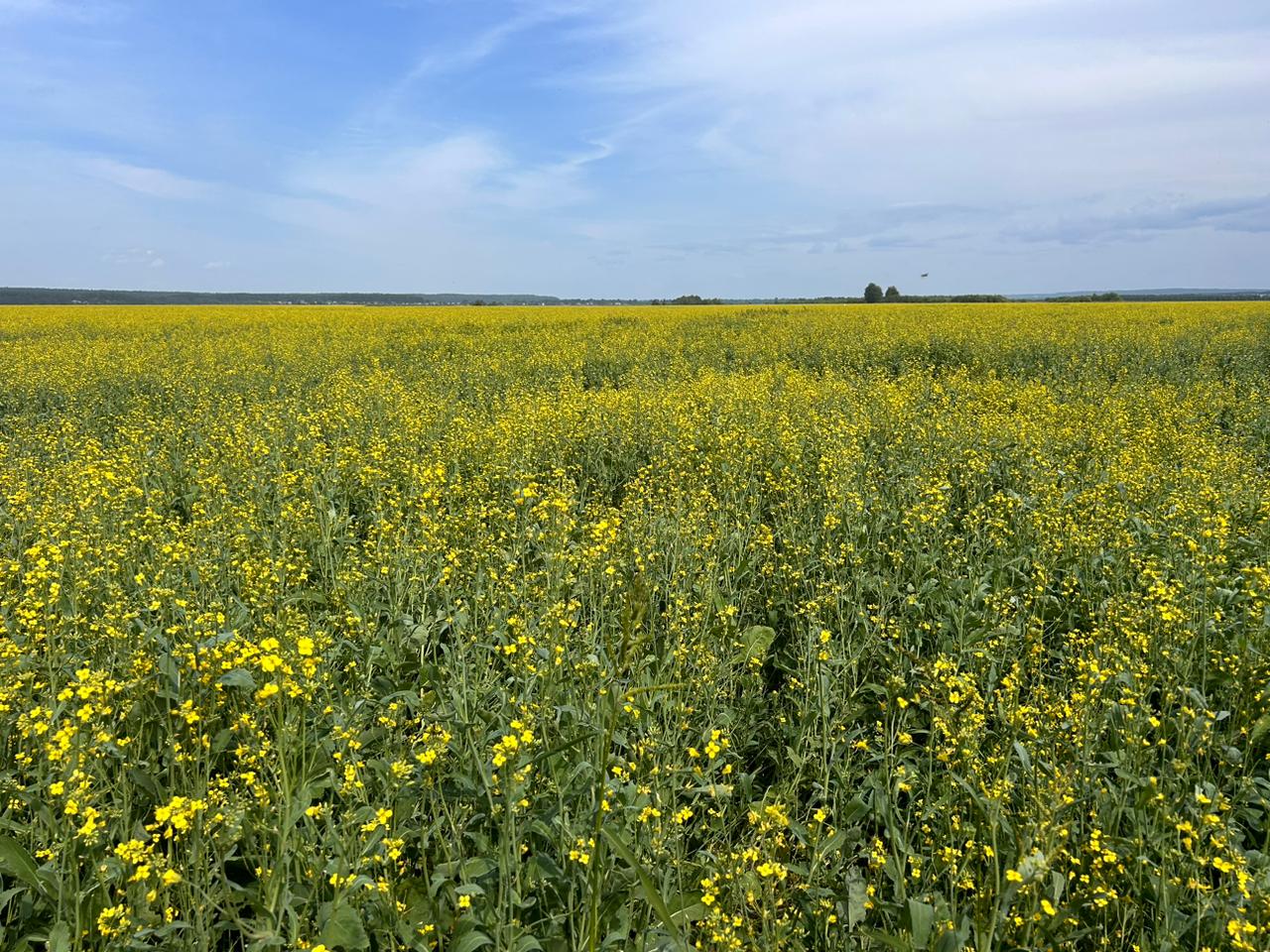 В Томской области увеличили посевы масличных культур