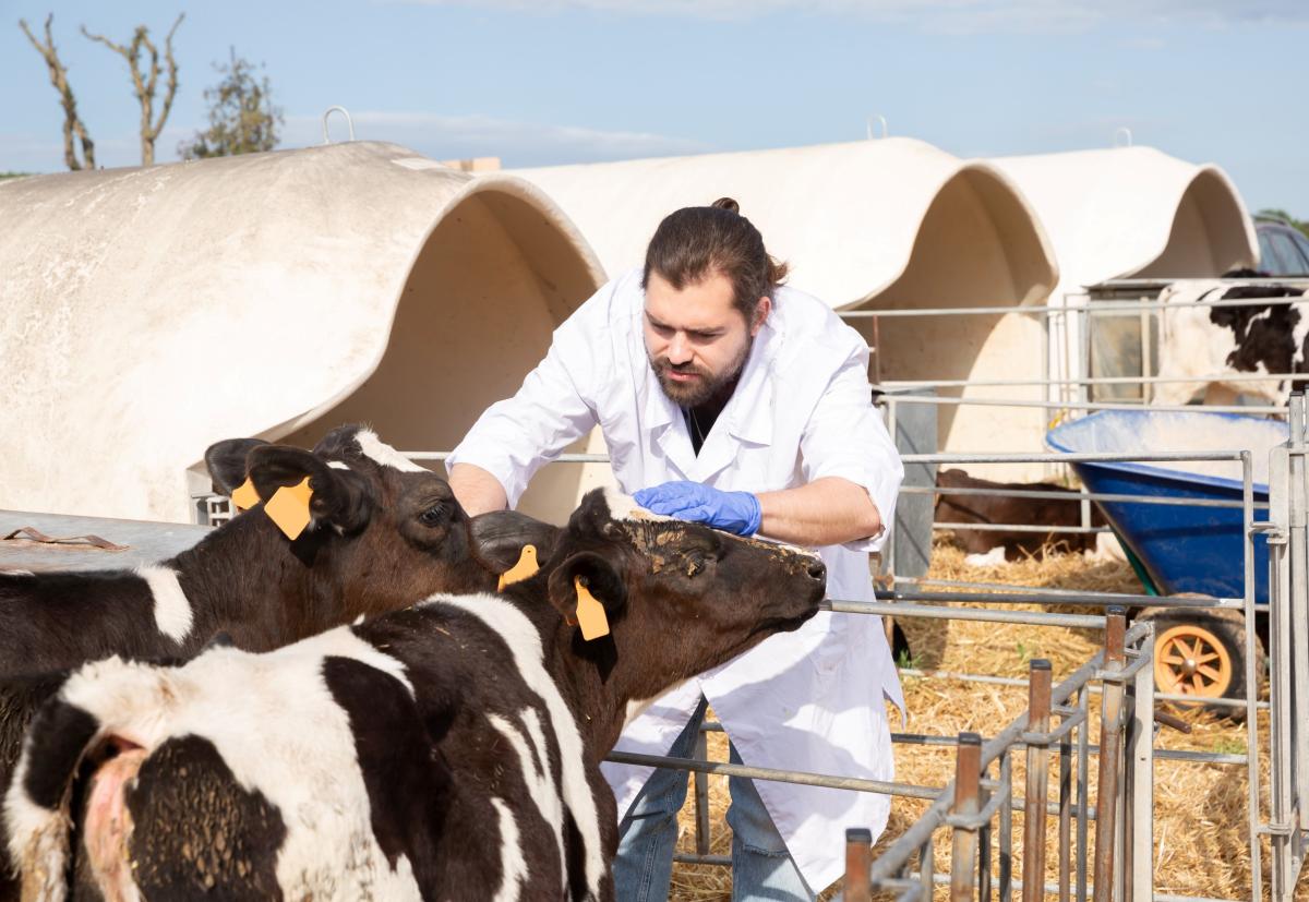 Рынок ветеринарных профессий в РФ стремительно растет с 2024 года — эксперты