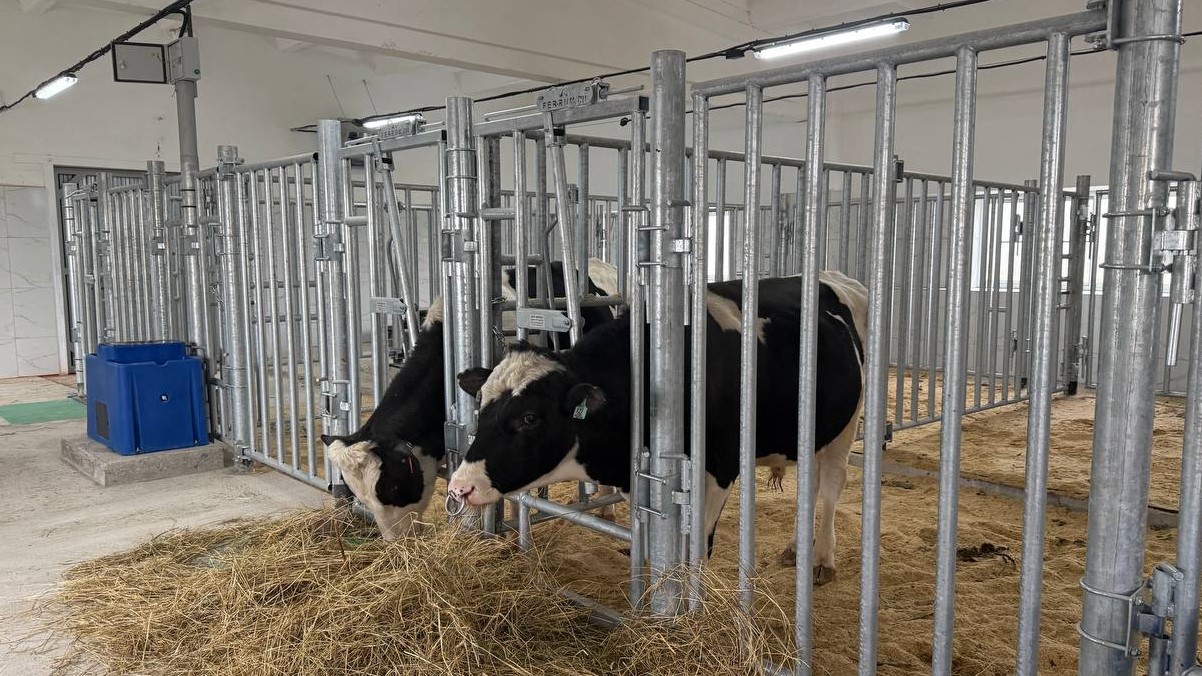 «Ивановоплем» запускает проект по производству высококачественных генетических ресурсов для молочных ферм 