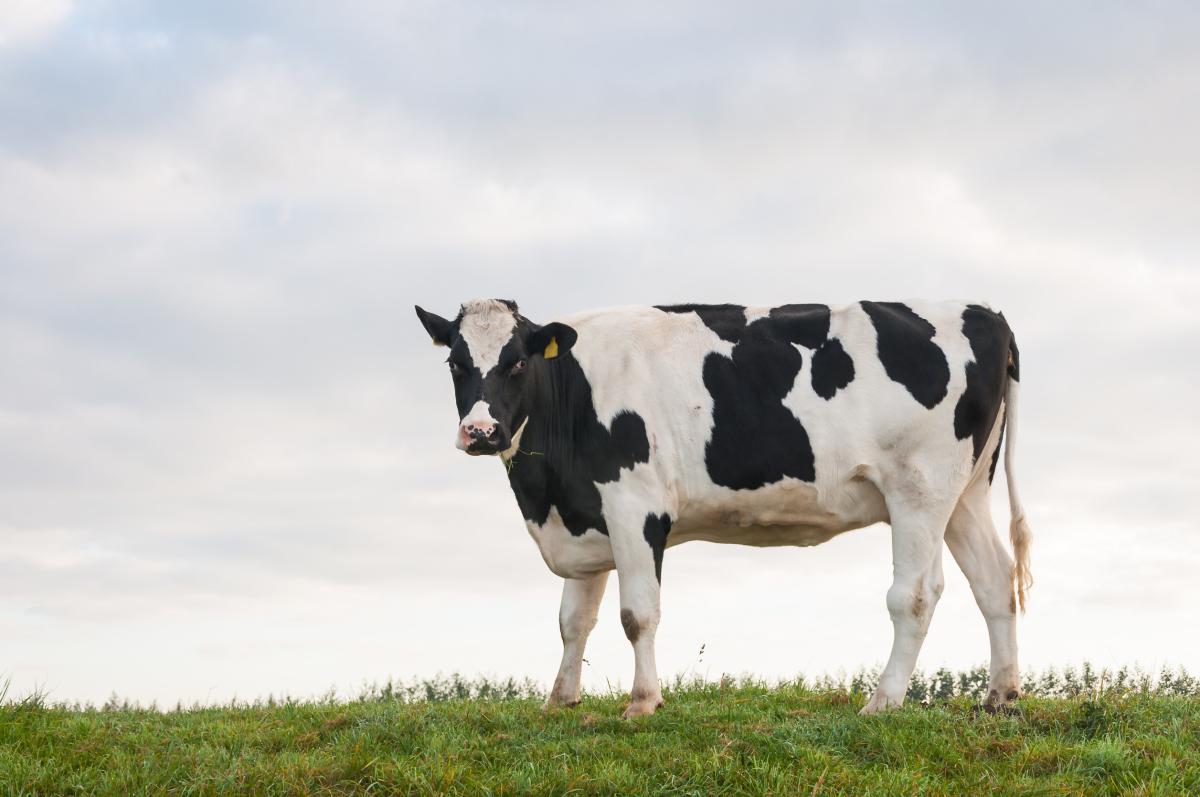 Импорт племенного материала КРС в РФ сократился на 30% за два года