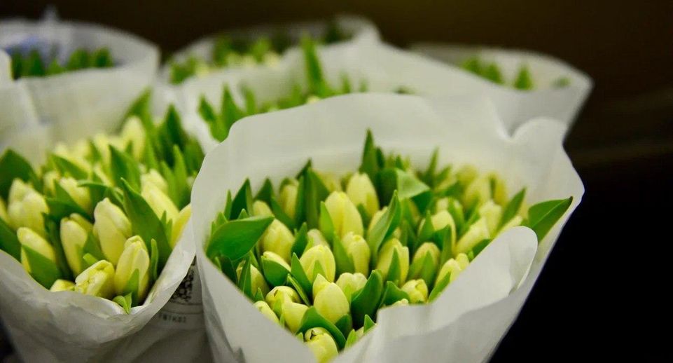 В Подмосковье в 2025 году впервые вырастят тюльпаны из российских луковиц