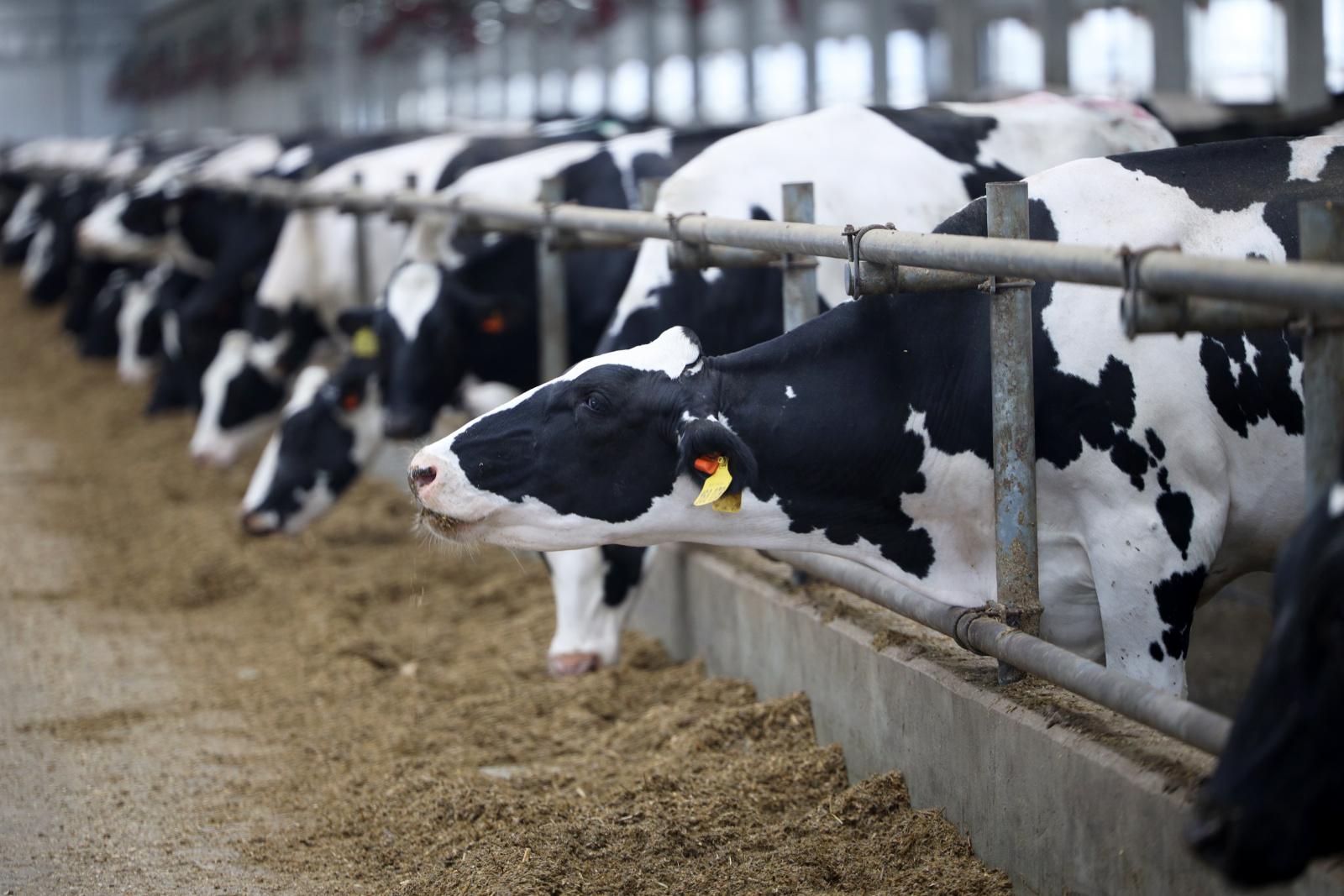 Подмосковное фермерское хозяйство получило 7 млн рублей на развитие молочного производства