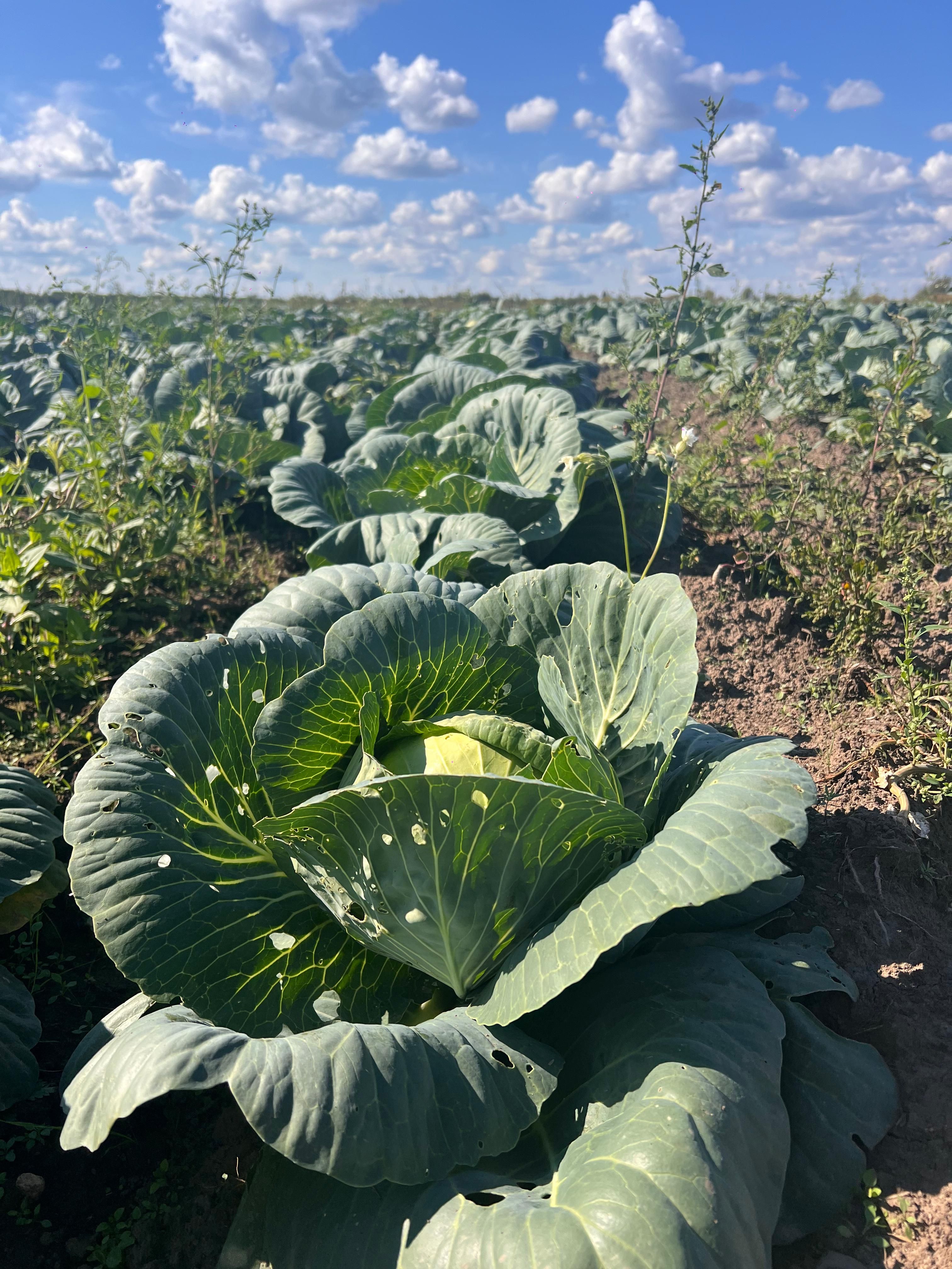 В Томской области идет уборка картофеля и овощей