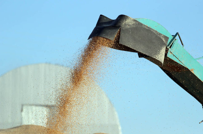 Аграрии Забайкалья почти полностью перешли на семена отечественной селекции