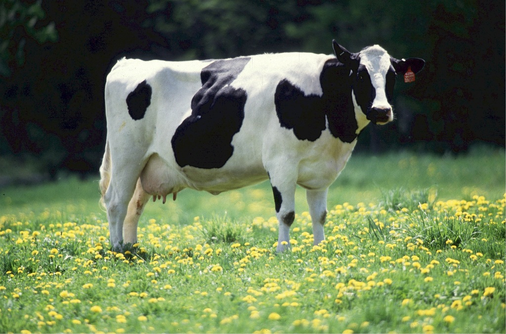 Краснодарские хозяйства товарного сектора за сутки выпустили 3,8 тыс. т молока