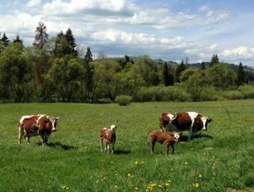 В Подмосковье появится новый животноводческий комплекс на 800 голов